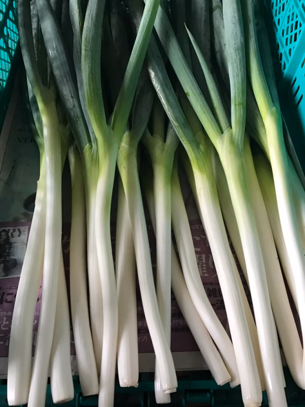 無選別 白ネギ  減農薬栽培