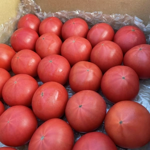 4kg常温便【❶味恋とまと】甘くて、味の濃いトマト