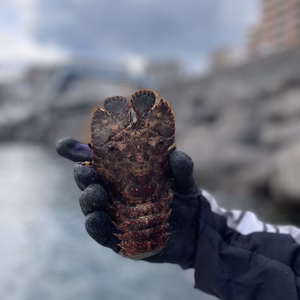 天然物　超貴重　ゾウリエビ　ヒッパタキ　２キロ