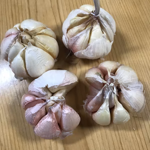 食品ロス削減品　大放出!  ガツンとくるにんにく　おまけ付き