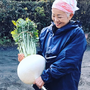 葉付き桜島大根（特製箱入り）（送料込）※注意：降雪地帯はクール代がかかります