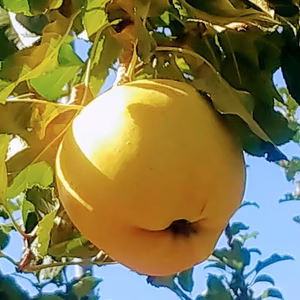 家庭用  トキ  約３ｋｇ