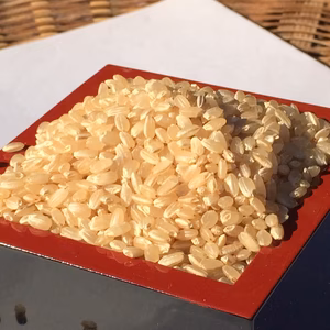 大利根の恵みいっぱい【特別栽培米】コシヒカリ玄米