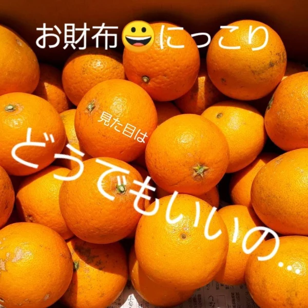 味良し!!清見オレンジ(きよみ)お得な家庭用キヨミ[八朔一個おまけ付き］
