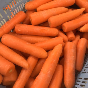 【冬のわけありにんじん】エルザ【お買い得にんじん】