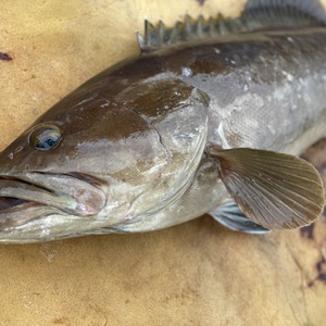 【松島産】幻の天然クエまるごと一匹