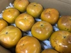 太秋柿（たいしゅうかき）　家庭用　ふくおかエコ農産物認証