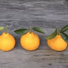 希少☆無農薬自然栽培で育った【三宝柑と八朔セット】和歌山県産　５キロ