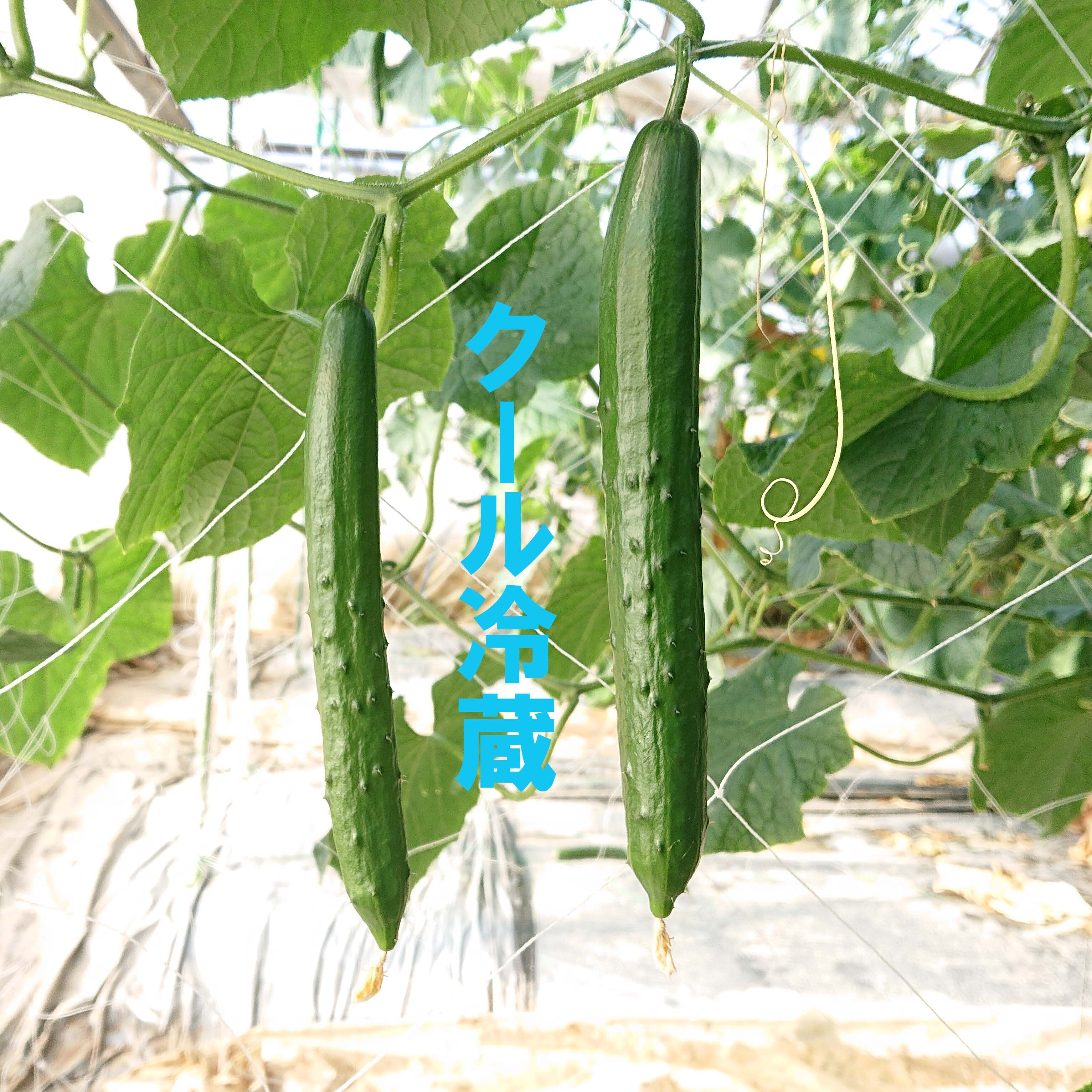 新鮮なきゅうり