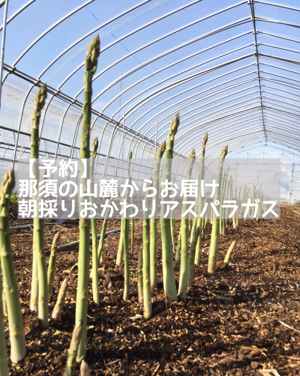【収穫当日発送/鮮度抜群！】那須の麓からお届け 朝採り おかわりアスパラガス