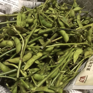 【枝付き枝豆 4kg】100サイズ段ボールにいっぱいに。