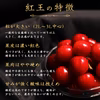【送料無料】紅王 さくらんぼ 400g｜山形県産 大粒 濃厚な甘さ 希少な新品種