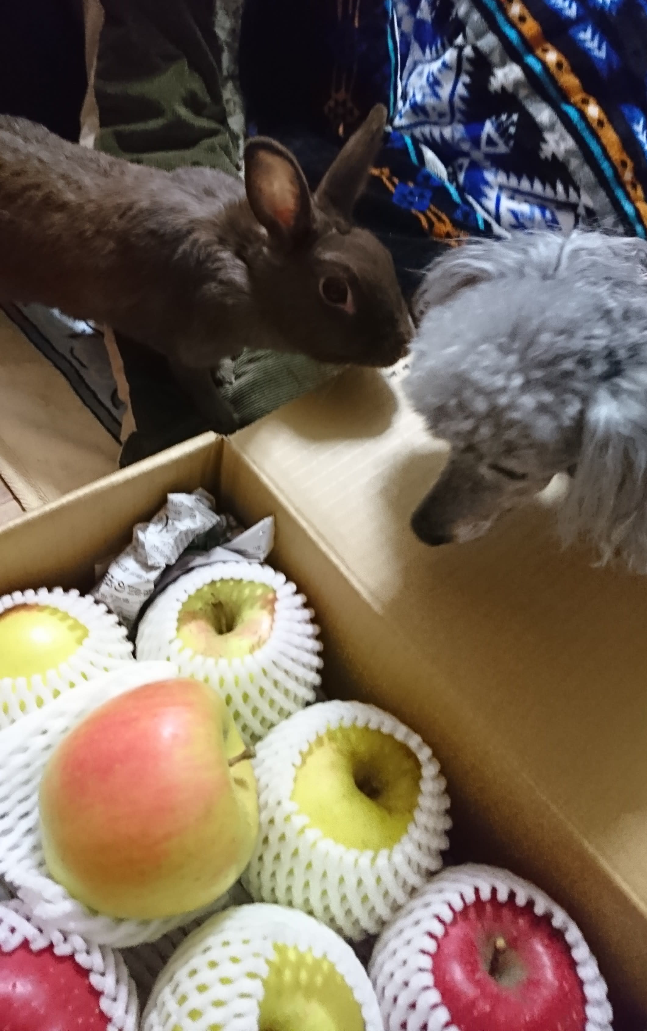 19年11月も ごちそうさま をありがとうございました 農家漁師から産地直送の通販 ポケットマルシェ