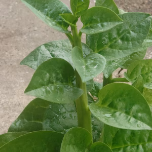 夏だね！！ツルッと♡《つるむらさき》スタミナ野菜⭐