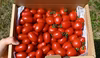 【全国送料無料】トマトベリー1kg+Nicoロッソ1kg