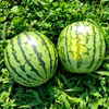 規格外小玉スイカ【2種食べ比べセット】