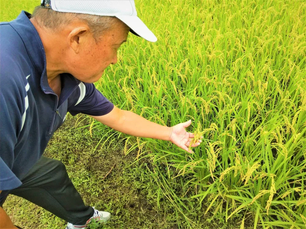 令和5年産　宮崎県産コシヒカリ 20kg 無洗米