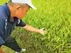 令和5年産　宮崎県産コシヒカリ 20kg 無洗米