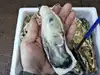 北海道噴火湾森町産　剥き身と大粒牡蠣のセット　生食用