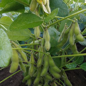 【自然栽培】秋の枝付き枝豆2kg