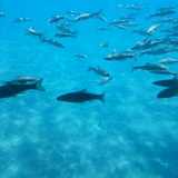 もっちりきなこ