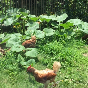 後藤もみじ 平飼い 有精卵 40個