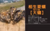 相生夏蠣【大蠣】