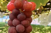 ＜粒採り＞信州ブドウセット【ナガノパープル】×【シナノスマイルorピオーネ】