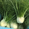 有機フェンネル★5月予約【使い途たくさんの西洋野菜！】