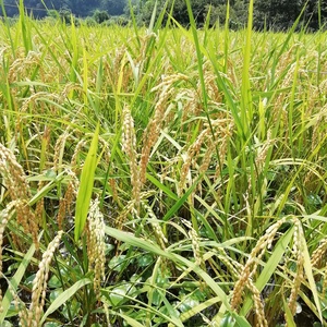 送料無料！令和2年産 手植え 掛け干し 自然栽培米 白米