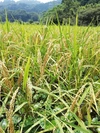 【本日5/30注文まで送料無料！】令和2年産 手植え 掛け干し 自然栽培米 