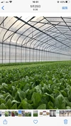 近江牛の堆肥で育てた採れたて野菜セット♪湖国からの旬便り