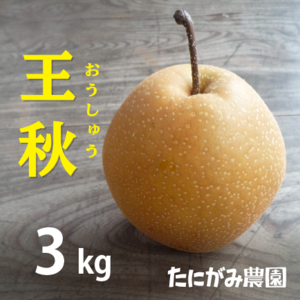 ｢予約数量限定｣鳥取県_王秋(おうしゅう)梨_３キロ箱(5-6玉入)