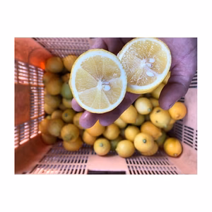 週末10箱限定 訳あり国産レモン　2kg1000円送料一律　