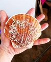 北海道寿都産 寿牡蠣（小サイズ）と殻付き活ホタテのセット