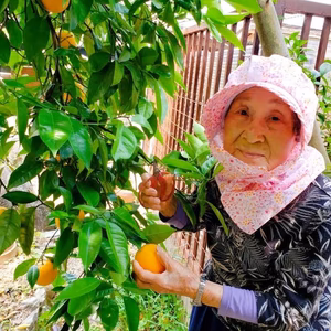 【希少】94歳とみ子ばぁばの清見（きよみ）オレンジ