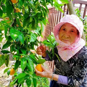 【希少】94歳とみ子ばぁばの清見（きよみ）オレンジ