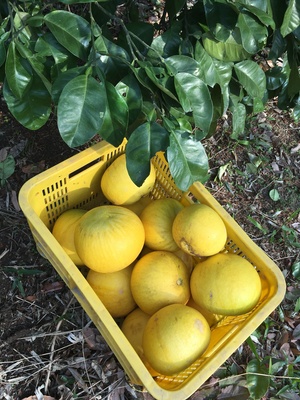 大阪府柏原市 まるかん農園 横尾博之さんの生産者プロフィール ポケットマルシェ 産直 産地直送 通販 旬の果物 野菜 魚介をお取り寄せ