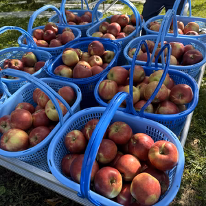 クセになる酸味　青森県産　紅玉(こうぎょく)　加工用　約10キロ