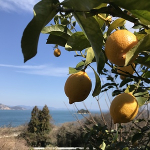 食べてみんさい！広島レモン◆農薬不使用