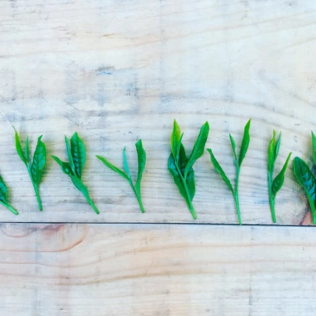 玉緑茶（たまりょくちゃ）製法　【うれしの茶 なのはな】リーフ100ｇ