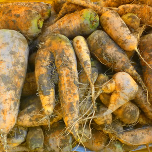 形は悪いが、優しい甘さ！ 訳あり＊赤/黄色人参3ｋ～農薬/化学肥料・不使用