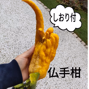 希少価値！！！新春!しおり＆仏手柑　お正月や紅茶などに