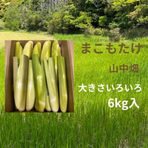今が旬です。マコモダケ！　箱込み6kg