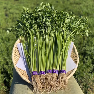 茨城県産 せり 【根付き】