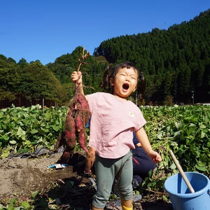【紅あずま】甘すぎない、昔ながらの味。栽培期間中農薬不使用。