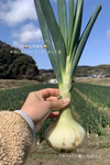 お得な大容量‼︎新鮮輝く✨淡路島産新玉ねぎ　10キロ