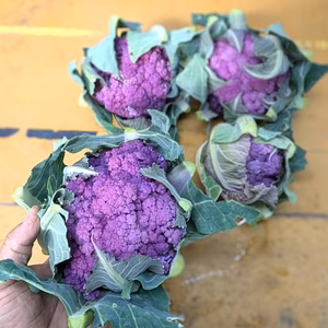 カリフラワーパープル　訳あり品1品限り　農薬不使用（無農薬）栽培