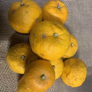 ゆず　3kg ‼️訳あり　格安