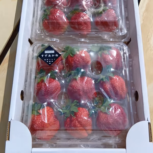 これからが旬！夏秋いちご　青森県産　すずあかね　ゆりかーご大きいイチゴ　夏いちご